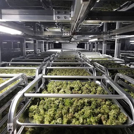 cannabis curing inside an Auto Cure unit
