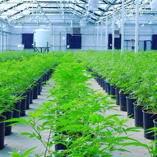 commercial cannabis grow