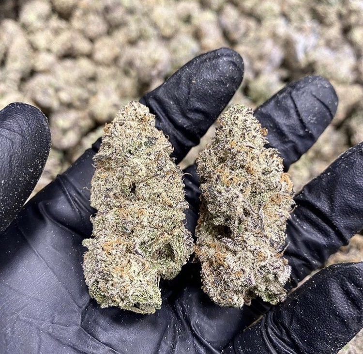 cannabis buds in a hand