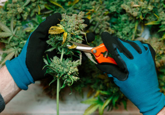 cannabis flower being trimmed